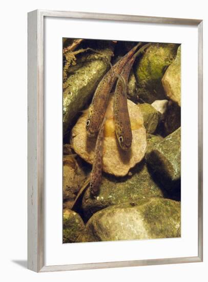 Brown Trout (Salmo Trutta) Fry on River Bed, Cumbria, England, UK, September-Linda Pitkin-Framed Photographic Print