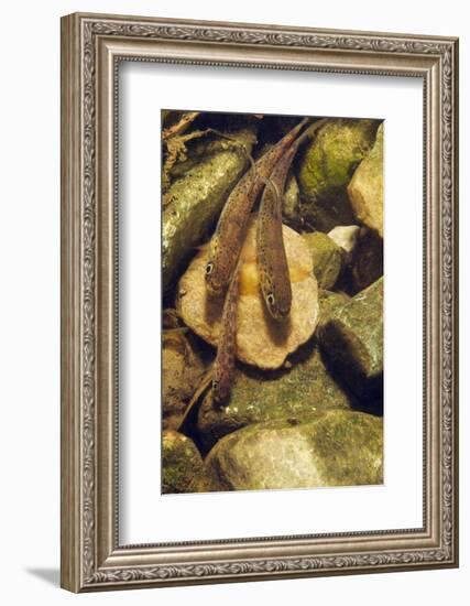 Brown Trout (Salmo Trutta) Fry on River Bed, Cumbria, England, UK, September-Linda Pitkin-Framed Photographic Print