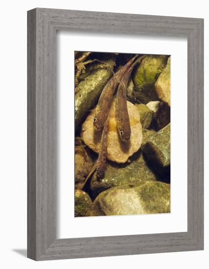 Brown Trout (Salmo Trutta) Fry on River Bed, Cumbria, England, UK, September-Linda Pitkin-Framed Photographic Print