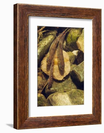 Brown Trout (Salmo Trutta) Fry on River Bed, Cumbria, England, UK, September-Linda Pitkin-Framed Photographic Print