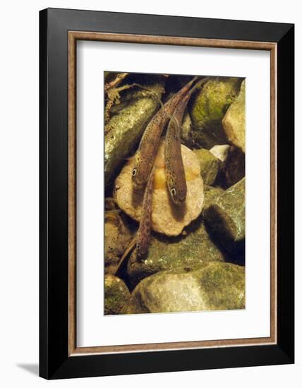 Brown Trout (Salmo Trutta) Fry on River Bed, Cumbria, England, UK, September-Linda Pitkin-Framed Photographic Print