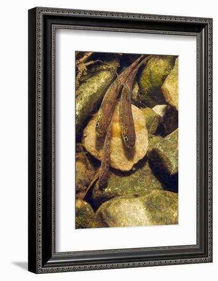 Brown Trout (Salmo Trutta) Fry on River Bed, Cumbria, England, UK, September-Linda Pitkin-Framed Photographic Print