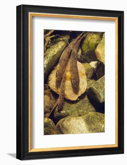 Brown Trout (Salmo Trutta) Fry on River Bed, Cumbria, England, UK, September-Linda Pitkin-Framed Photographic Print