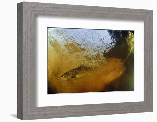 Brown Trout (Salmo Trutta) in Turbulent Water at a Weir, River Ettick, Selkirkshire, Scotland, UK-Linda Pitkin-Framed Photographic Print