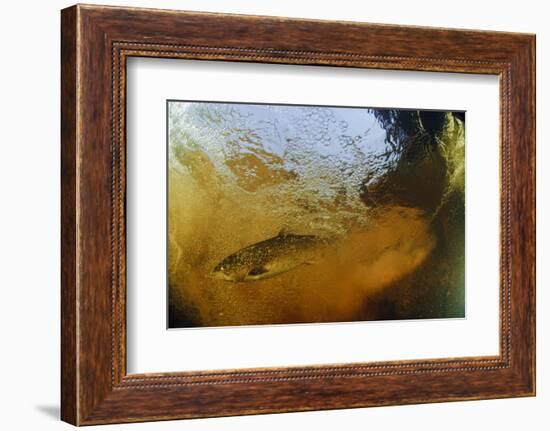 Brown Trout (Salmo Trutta) in Turbulent Water at a Weir, River Ettick, Selkirkshire, Scotland, UK-Linda Pitkin-Framed Photographic Print