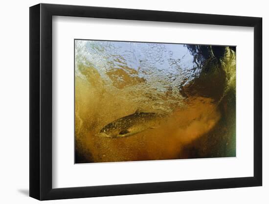 Brown Trout (Salmo Trutta) in Turbulent Water at a Weir, River Ettick, Selkirkshire, Scotland, UK-Linda Pitkin-Framed Photographic Print