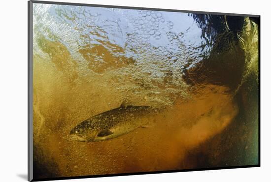 Brown Trout (Salmo Trutta) in Turbulent Water at a Weir, River Ettick, Selkirkshire, Scotland, UK-Linda Pitkin-Mounted Photographic Print