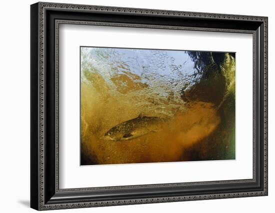 Brown Trout (Salmo Trutta) in Turbulent Water at a Weir, River Ettick, Selkirkshire, Scotland, UK-Linda Pitkin-Framed Photographic Print