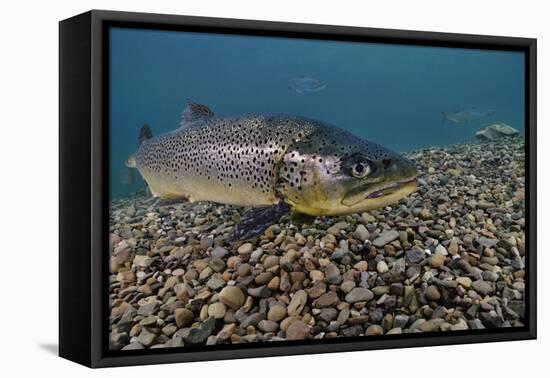 Brown Trout (Salmo Trutta) Jackdaw Quarry, Capernwray, Carnforth, Lancashire, UK, August-Linda Pitkin-Framed Premier Image Canvas