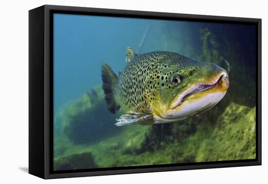 Brown Trout (Salmo Trutta) Jackdaw Quarry, Capernwray, Carnforth, Lancashire, UK, August-Linda Pitkin-Framed Premier Image Canvas