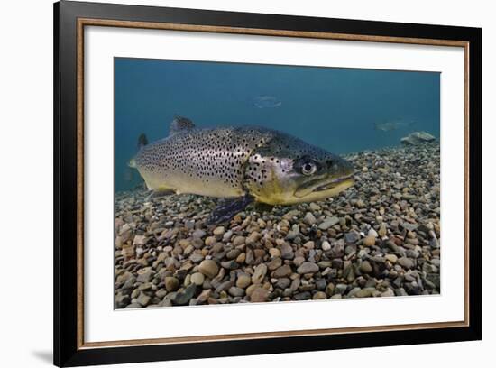 Brown Trout (Salmo Trutta) Jackdaw Quarry, Capernwray, Carnforth, Lancashire, UK, August-Linda Pitkin-Framed Photographic Print