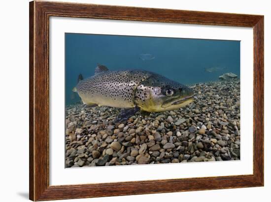 Brown Trout (Salmo Trutta) Jackdaw Quarry, Capernwray, Carnforth, Lancashire, UK, August-Linda Pitkin-Framed Photographic Print