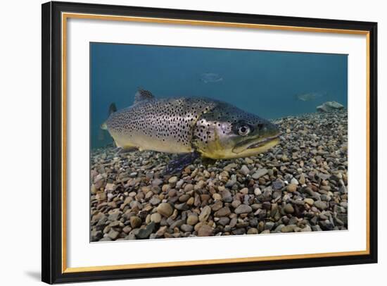 Brown Trout (Salmo Trutta) Jackdaw Quarry, Capernwray, Carnforth, Lancashire, UK, August-Linda Pitkin-Framed Photographic Print