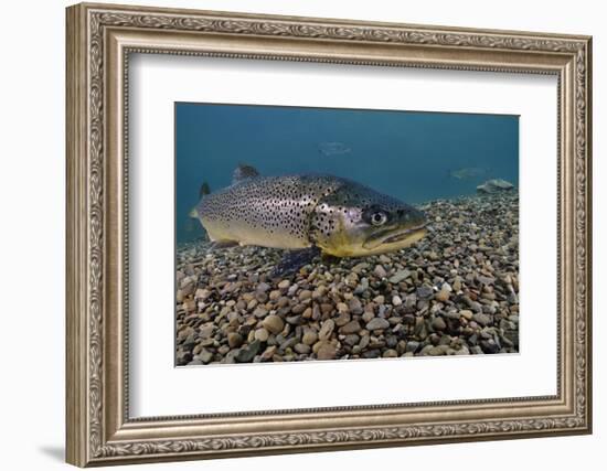 Brown Trout (Salmo Trutta) Jackdaw Quarry, Capernwray, Carnforth, Lancashire, UK, August-Linda Pitkin-Framed Photographic Print