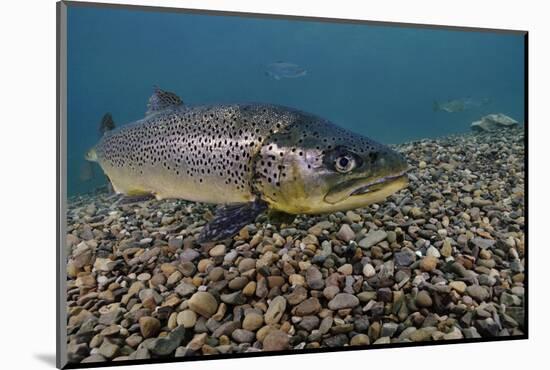 Brown Trout (Salmo Trutta) Jackdaw Quarry, Capernwray, Carnforth, Lancashire, UK, August-Linda Pitkin-Mounted Photographic Print