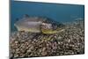 Brown Trout (Salmo Trutta) Jackdaw Quarry, Capernwray, Carnforth, Lancashire, UK, August-Linda Pitkin-Mounted Photographic Print