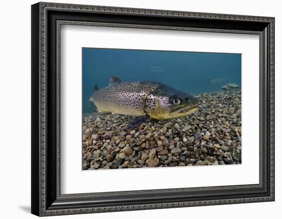 Brown Trout (Salmo Trutta) Jackdaw Quarry, Capernwray, Carnforth, Lancashire, UK, August-Linda Pitkin-Framed Photographic Print