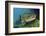 Brown Trout (Salmo Trutta) Jackdaw Quarry, Capernwray, Carnforth, Lancashire, UK, August-Linda Pitkin-Framed Photographic Print