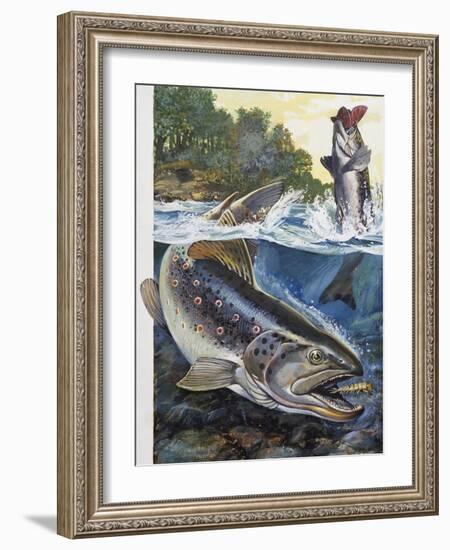 Brown Trout (Salmo Trutta), Salmonidae-null-Framed Giclee Print