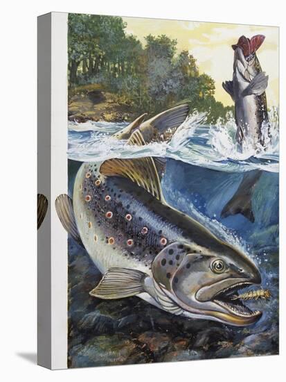 Stretched Canvas Print, , large