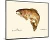 Brown Trout-Teri Renee Blehm-Mounted Art Print