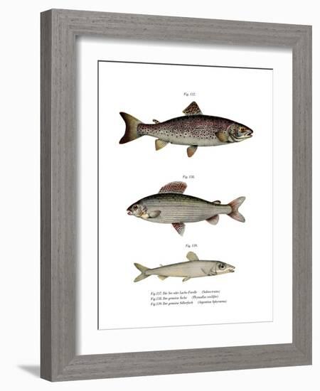 Brown Trout-null-Framed Giclee Print