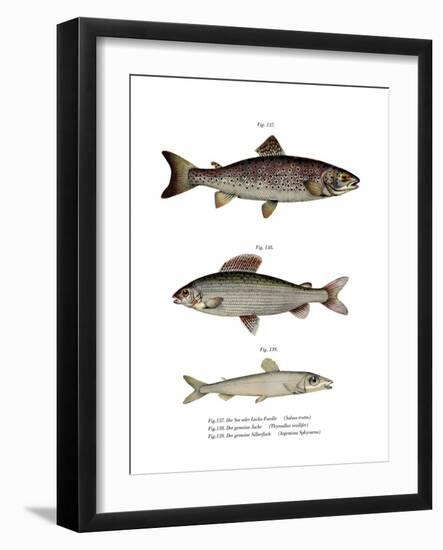 Brown Trout-null-Framed Giclee Print