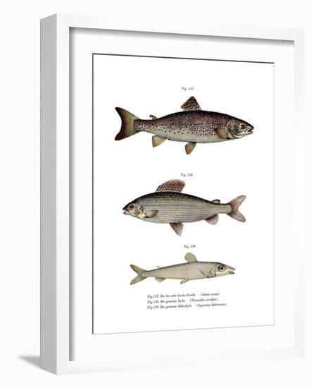 Brown Trout-null-Framed Giclee Print