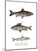 Brown Trout-null-Mounted Giclee Print