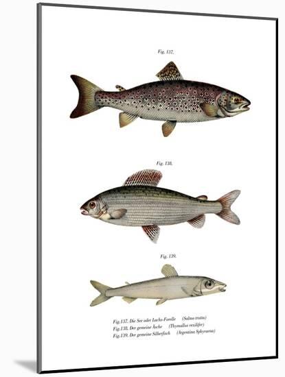 Brown Trout-null-Mounted Giclee Print