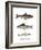 Brown Trout-null-Framed Giclee Print