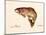 Brown Trout-unknown Blehm-Mounted Art Print