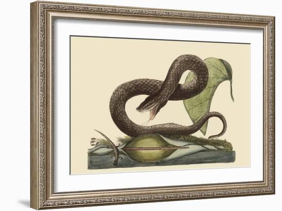 Brown Viper-Mark Catesby-Framed Art Print