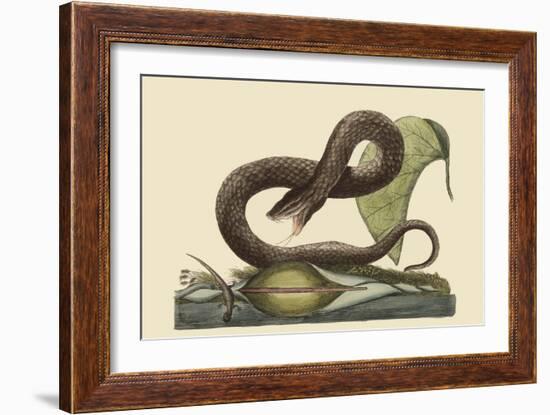 Brown Viper-Mark Catesby-Framed Art Print