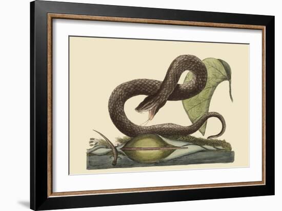 Brown Viper-Mark Catesby-Framed Art Print