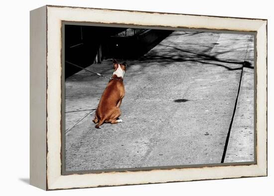 Brown & White Dog on Black & White Street-null-Framed Stretched Canvas