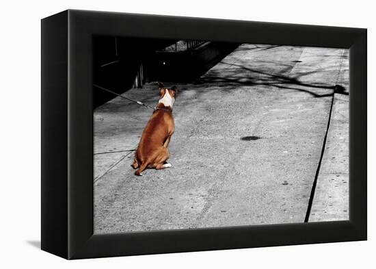 Brown & White Dog on Black & White Street-null-Framed Stretched Canvas