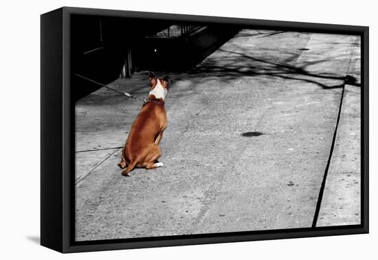 Brown & White Dog on Black & White Street-null-Framed Stretched Canvas