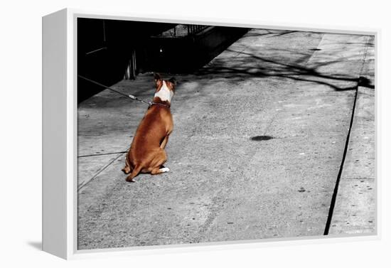 Brown & White Dog on Black & White Street-null-Framed Stretched Canvas