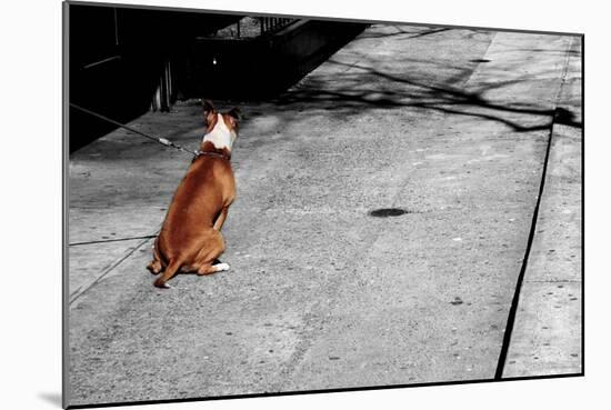 Brown & White Dog on Black & White Street-null-Mounted Photo