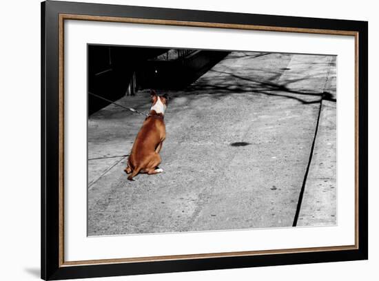 Brown & White Dog on Black & White Street-null-Framed Photo