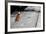 Brown & White Dog on Black & White Street-null-Framed Photo