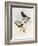Brown-Winged Parrotbill (Paradoxornis Brunneus)-John Gould-Framed Giclee Print