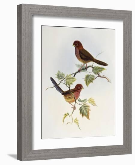 Brown-Winged Parrotbill (Paradoxornis Brunneus)-John Gould-Framed Giclee Print
