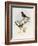 Brown-Winged Parrotbill (Paradoxornis Brunneus)-John Gould-Framed Giclee Print