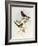 Brown-Winged Parrotbill (Paradoxornis Brunneus)-John Gould-Framed Giclee Print