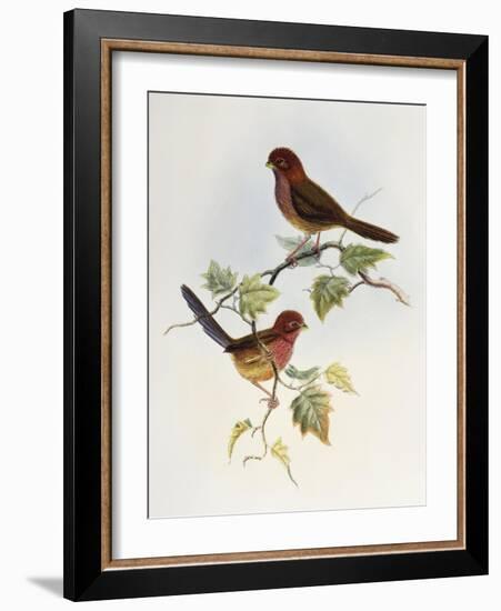 Brown-Winged Parrotbill (Paradoxornis Brunneus)-John Gould-Framed Giclee Print