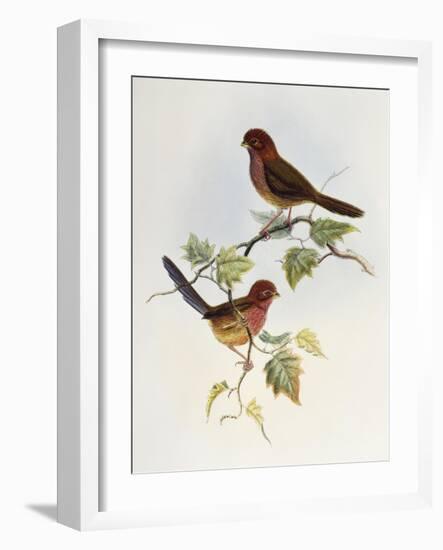 Brown-Winged Parrotbill (Paradoxornis Brunneus)-John Gould-Framed Giclee Print