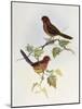 Brown-Winged Parrotbill (Paradoxornis Brunneus)-John Gould-Mounted Giclee Print