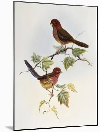 Brown-Winged Parrotbill (Paradoxornis Brunneus)-John Gould-Mounted Giclee Print